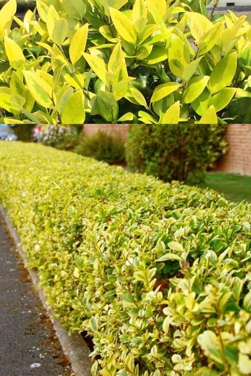 Ligustrum Japonicum Howardi I Large Gallon Size Plants I Variegated Privet Howard I Quality, Evergreen Japanese Privet Shrub for Ornamental Landscaping, Fast|Growing, Low|Maintenance
