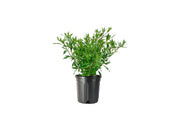 Frostproof Gardenia | Large Gallon Size Plants | Fragrant Blooming Shrub | Gardenia Jasminoides