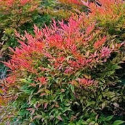 Nandina Gulfstream | Extra Large 3 Gallon Plants | Nandina Domestica 'Gulfstream' | Year|Round Colorful Foliage | Garden Accent