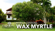 Wax Myrtle | Live 4 Inch Pot | Myrica Cerifera | Evergreen Shrubs for Privacy Screens & Native Landscaping | Fast|Growing Hardy Plants