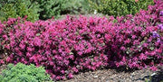 Loropetalum Plum Delight | Live Plants | Loropetalum chinense VAR. rubrum | Evergreen Shrub for Landscaping | Purple Foliage Accent Plants for Gardens