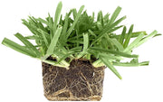 St. Augustine 'Floratam' Inch Sod Plugs | Extra Large Live Plugs | Drought, Salt and Shade Tolerant Turf Grass