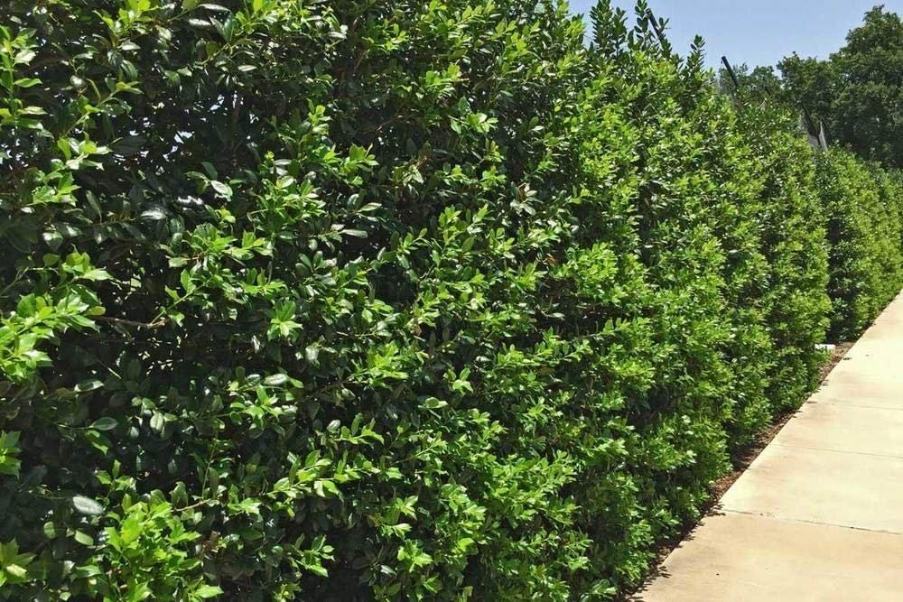 Needlepoint Chinese Holly | Ilex Cornuta | Live Quart Size Plant | Low Maintenance Screening Evergreen Hedge