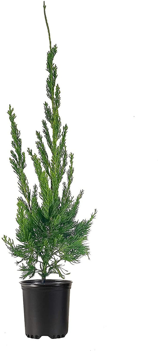 Hollywood Juniper | Juniperus Chinensis Torulosa | Live Quart Size Tree | Drought Tolerant Cold Hardy Evergreen Plant