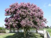 Crape Myrtle Muskogee | Live Plants | Lagerstroemia Indica | Beautiful Low Maintenance Lavender Blooming Tree