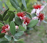 Pineapple Guava | Large Gallon Size Plant | Feijoa Sellowiana | Edible Fruit Shrub and Fragrant Flowering Foliage