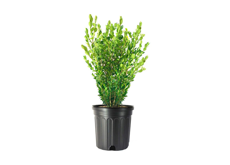 Wintergreen Boxwood | Extra Large 3 Gallon Plant | Dense, Evergreen Shrub, Ideal for Decorative Hedges, Topiary Art & Landscape Borders, Cold Hardy & Drought Tolerant