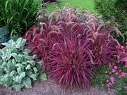 Red Fountain Grass | Extra Large 3 Gallon Plant | Pennisetum Setaceum Rubrum | Vibrant Landscape Feature | Striking Color Contrast | Full Sun Perennial Ornamental Grass