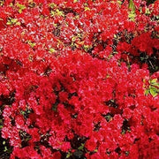 Azalea Vivid | Live Plants | Red Flowering Rhododendron Blooming Shrubs