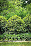 Needlepoint Chinese Holly | Ilex Cornuta | Live Quart Size Plant | Low Maintenance Screening Evergreen Hedge