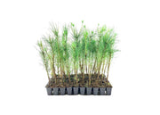 Virginia Pine | Live Trees | Scrub Spruce Pine | Pinus Virginiana | Unique Evergreen Specimen Planting