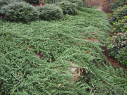 Bar Harbor Juniper | Live 4 Inch Pots | Juniperus horizontalis 'Bar Harbor' | Perfect Lush Ground Cover & Landscape Accent | Drought Resistant & Low Maintenance