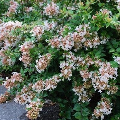 Abelia Rose Creek | Extra Large 3 Gallon Plants | Fragrant & Flourishing Shrub, Compact, Ornamental Plant Ideal for Hedges, Borders & Landscape Accents, Low|Maintenance & Drought|Resistant