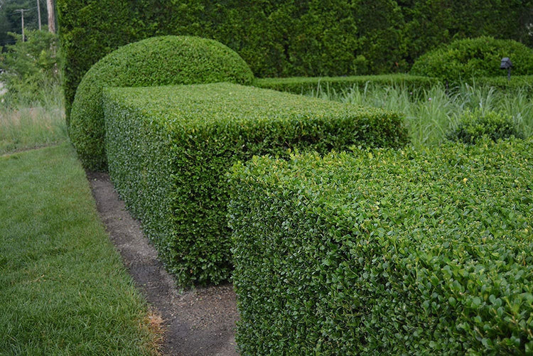 Winter Gem Boxwood | Live 4 Inch Pots | Buxus Microphylla Japonica | Fast Growing Cold Hardy Formal Evergreen Shrub