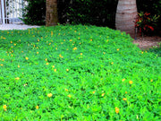 Ornamental Peanut Grass | 20 Live Fully Rooted Plants | Arachis Glabrata
