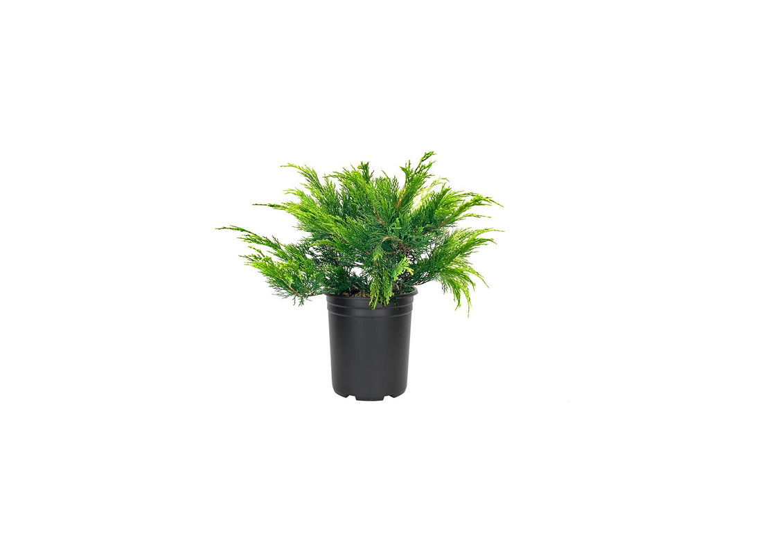 Monna Juniper Sierra Spreader | Live Gallon Size Plants | Juniperus Chinensis | Evergreen Cold Hardy Drought Tolerant Groundcover