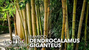 Dendrocalamus Giganteus Bamboo | Large Gallon Size Plants | Fast|Growing Privacy Screen | Giant Live Outdoor Greenery | Sustainable Garden Solution