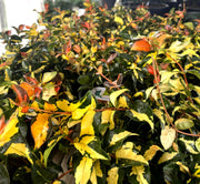 Jasmine Summer Sunset | Live Plants | Trachelospermum Asiaticum | Colorful Groundcover Vine