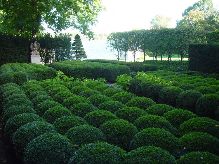 Wintergreen Korean Boxwood | Live Gallon Size Plants | Buxus Microphylla | Cold Hardy Formal Evergreen Hedge