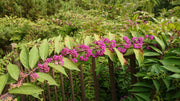 American Beautyberry | Live Plants | Callicarpa Americana | Bird Attracting Beautiful Berries and Foliage