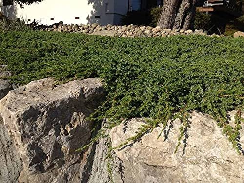 Blue Pacific Shore Juniper | Live Gallon Size Plant | Juniperus Conferta | Evergreen Cold Hardy Drought Tolerant Groundcover