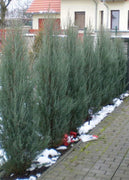 Skyrocket Juniper | Live 2" Pots | Juniperus Scopulorum | Upright Evergreen Trees