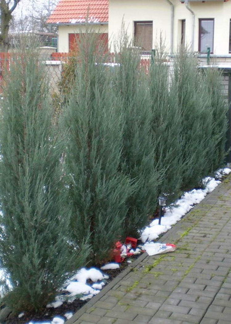 Skyrocket Juniper | Live 2" Pots | Juniperus Scopulorum | Upright Evergreen Trees