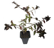 Abelia Grandiflora Edward Goucher | Live Plants | Flowering Deer Resistant Butterfly Attracting Shrub