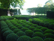 Wintergreen Korean Boxwood | Live Gallon Size Plants | Buxus Microphylla | Cold Hardy Formal Evergreen Hedge